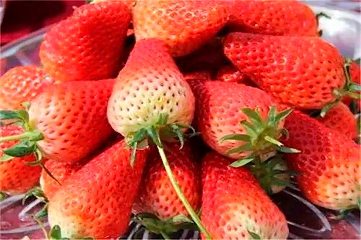 草莓的真空冷凍干燥過程